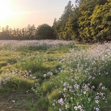 meadow